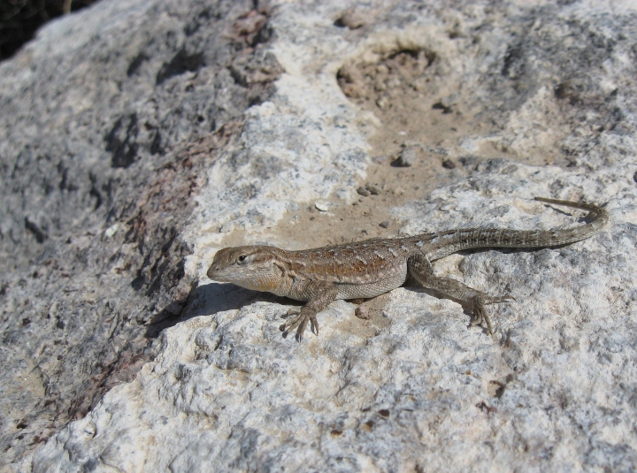 Side-blotched Lizards